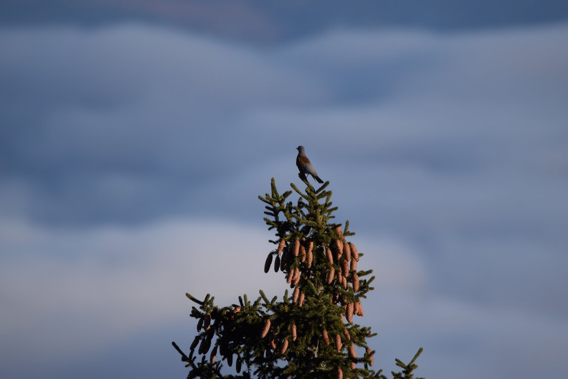 1 Day Birding Tour Around Capital City of Sofia -NEW-